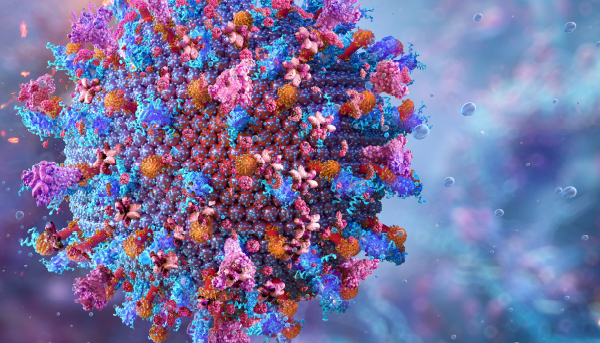 תמונה ראשית