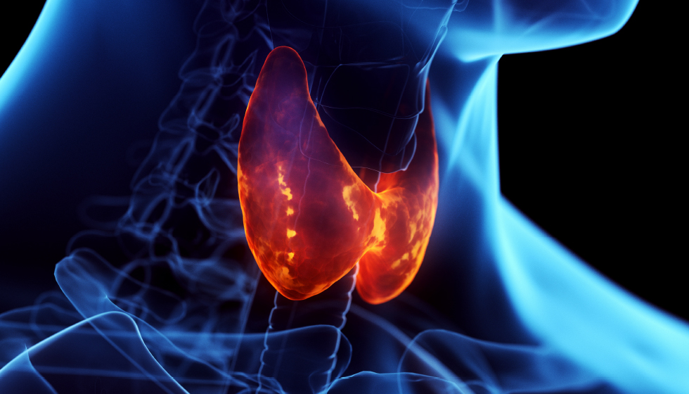 תמונה ראשית