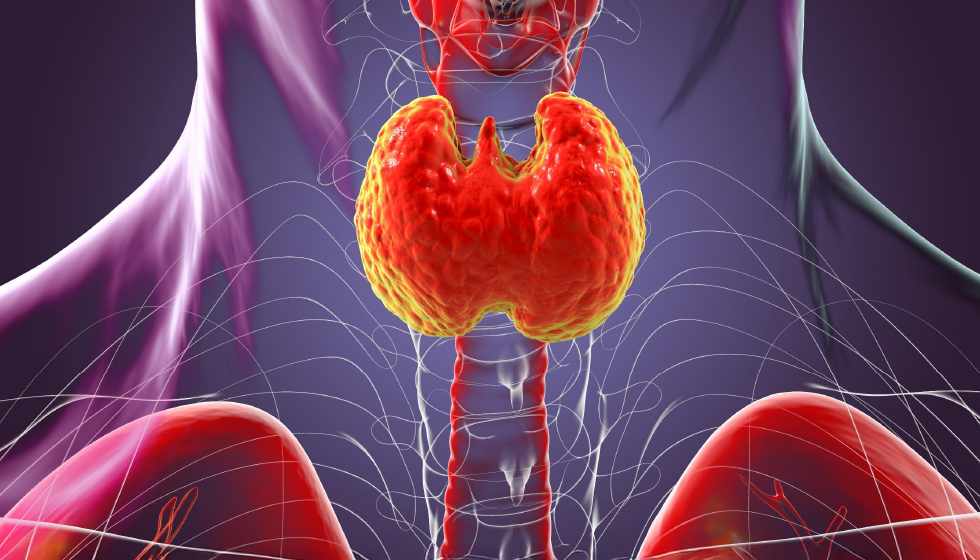 תמונה ראשית