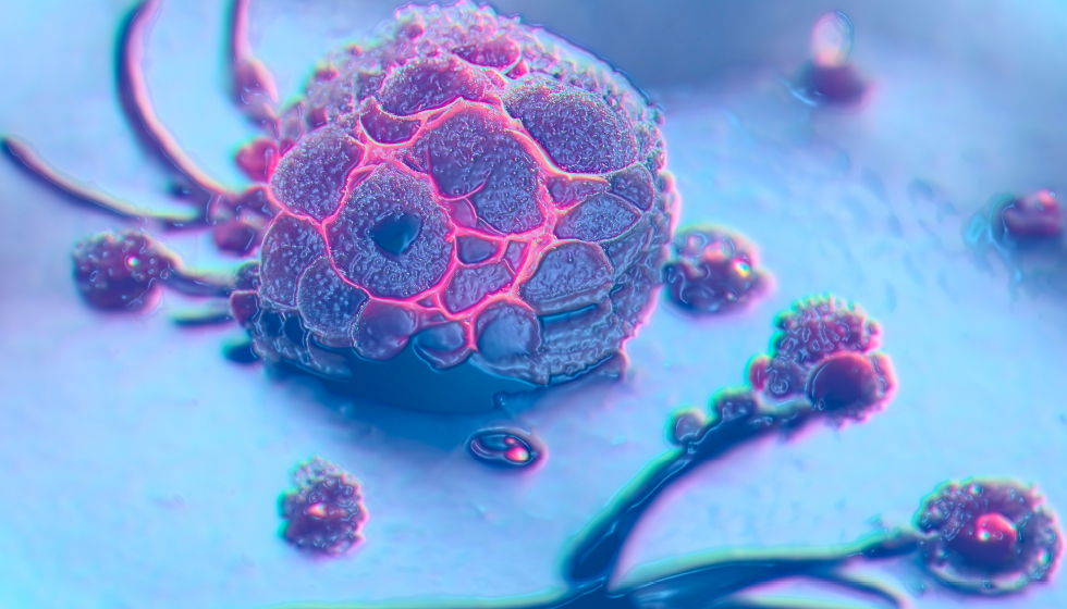 תמונה ראשית