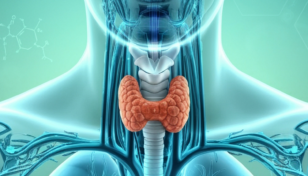 תמונה ראשית