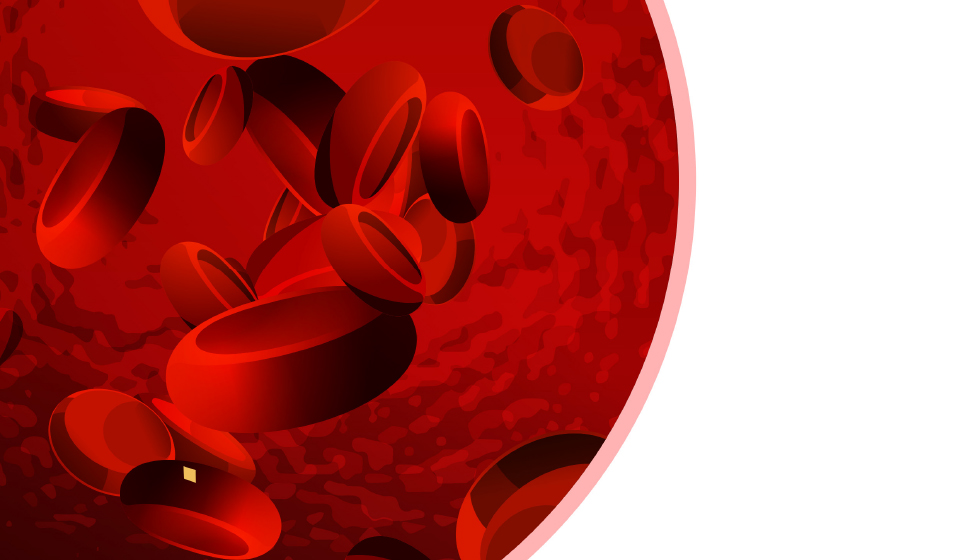 תמונה ראשית